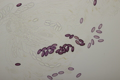 Ascobolus albidus