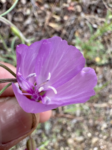 Dudley's clarkia (Clarkia dudleyana)