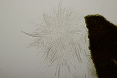 Sillia ferruginea