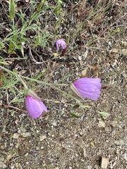 Clarkia dudleyana, photograph (c) Roberto Daniel Avila, some rights reserved (CC BY)