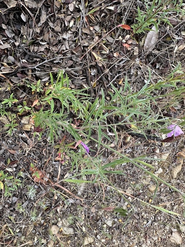 Clarkia dudleyana, photograph 5