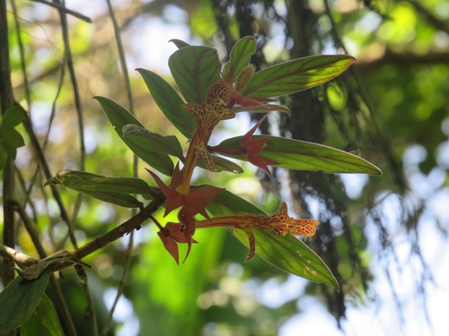 Columnea schiedeana