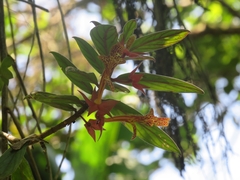 Columnea schiedeana