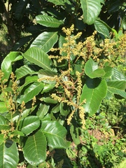 Cupania
