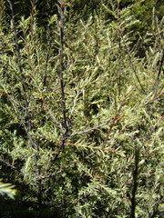 Leptecophylla juniperina