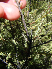 Leptecophylla juniperina