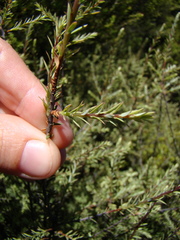 Leptecophylla juniperina