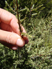 Leptecophylla juniperina