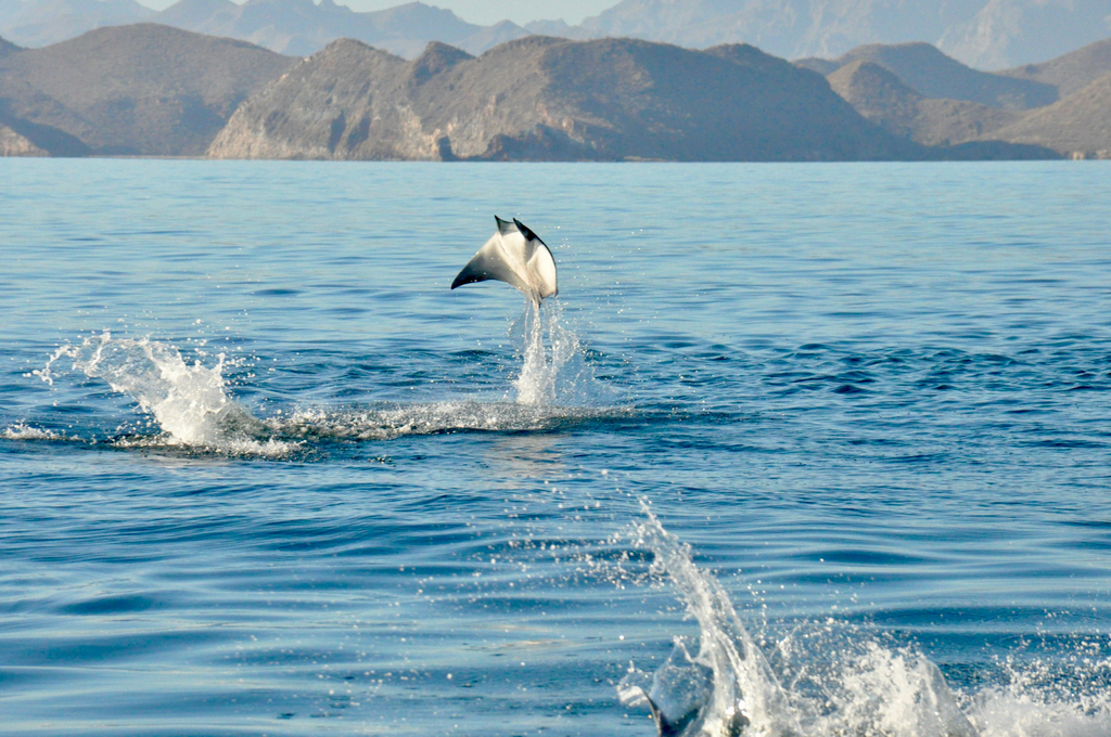 Munk's devil ray breaching near Baja California mountains