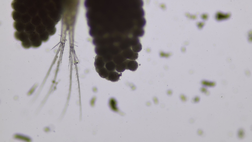 Megacyclops gigas gigas