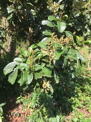 Cupania