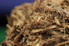 Ascobolus sacchariferus