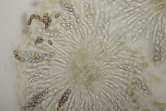 Ascobolus sacchariferus