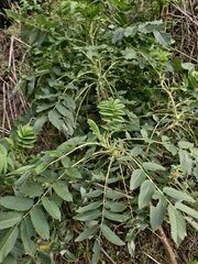 Bencomia caudata