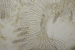 Ascobolus sacchariferus