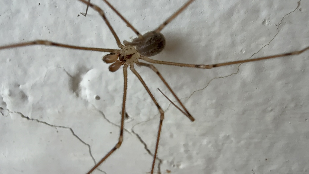 Physocyclus tanneri