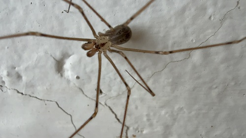 Physocyclus tanneri