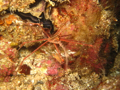 Stenorhynchus debilis