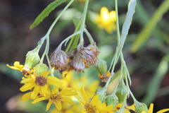 Senecio picridis