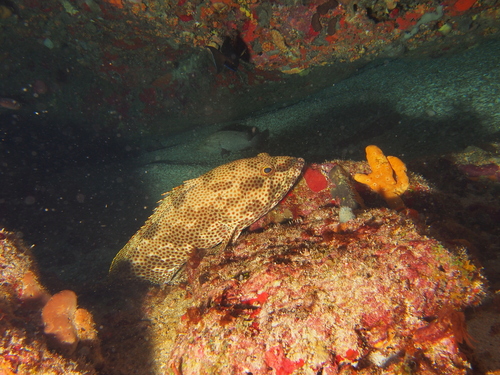 Butterfish (Epinephelus adscensionis) — Serranidae — 2