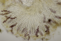 Ascobolus sacchariferus