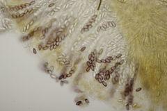 Ascobolus sacchariferus