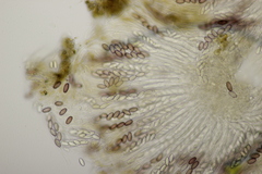 Ascobolus sacchariferus