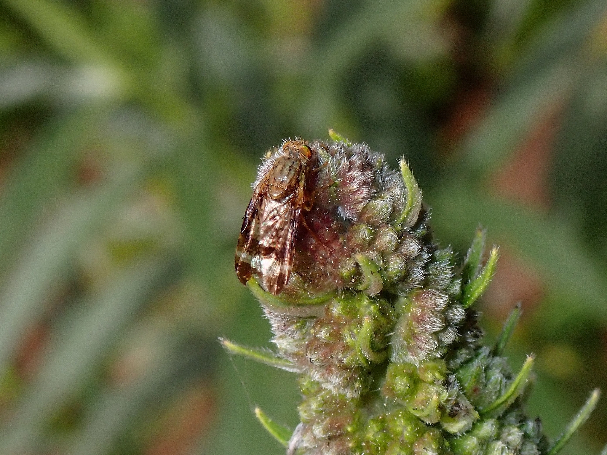 Orotava cribrata
