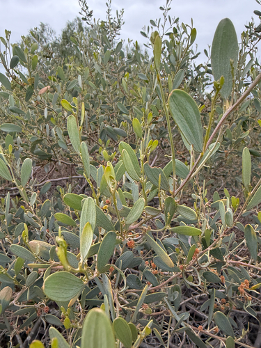 vanilla-scented wattle (Acacia redolens)
