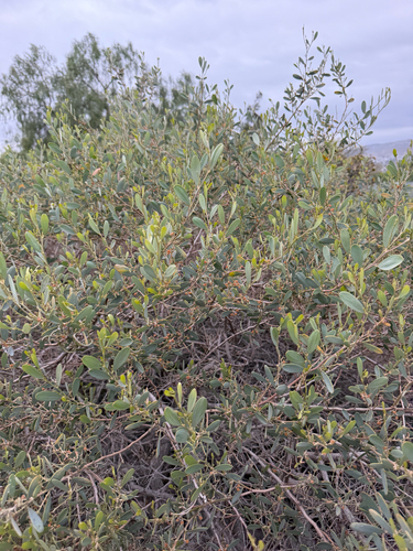Acacia redolens, photograph 6