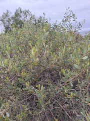 Acacia redolens, photograph (c) Rachel Lee Harper, some rights reserved (CC BY)