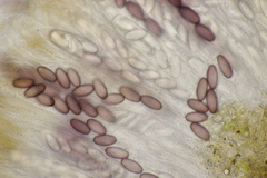 Ascobolus sacchariferus