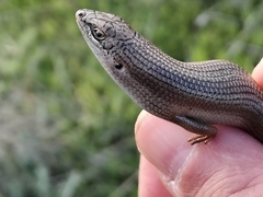 Heremites vittatus
