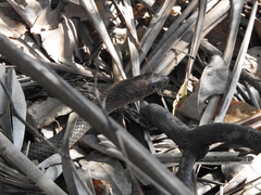 Psammophis mossambicus