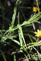 Senecio picridis