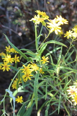 Senecio picridis