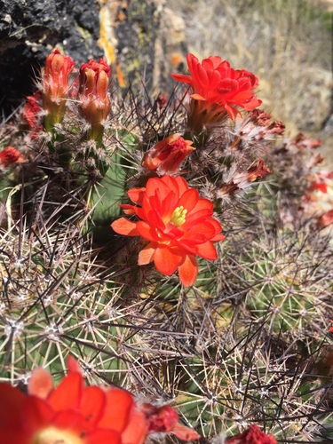 Hedgehog Cactus (Echinocereus polyacanthus)