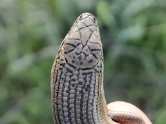 Heremites vittatus