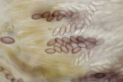 Ascobolus sacchariferus