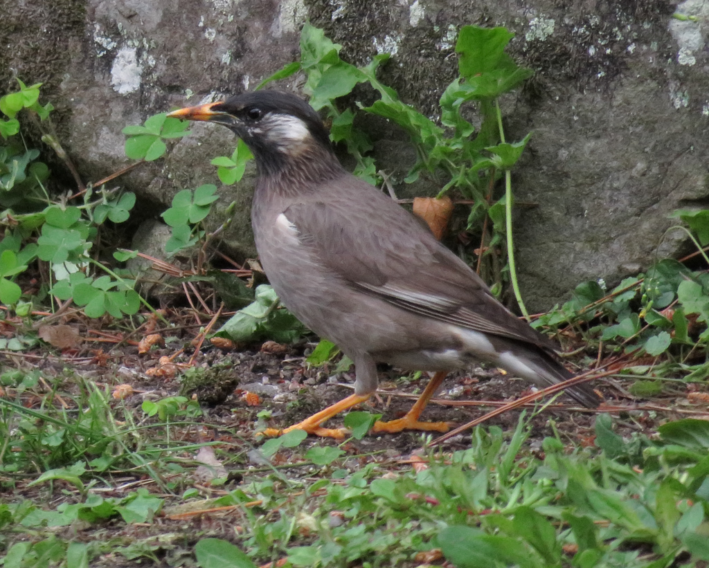 White-Cheeked Starling