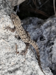 Mediodactylus orientalis