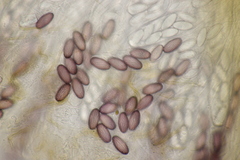 Ascobolus sacchariferus