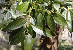 Cinnamomum yabunikkei