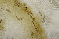 Ascobolus sacchariferus