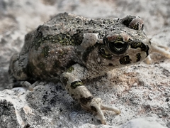 Bufotes cypriensis