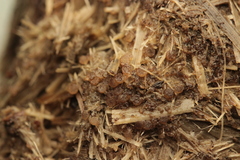 Ascobolus sacchariferus