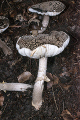 Amanita karea