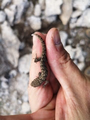 Mediodactylus orientalis