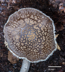 Amanita karea