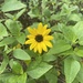 Cucumberleaf Sunflower - Photo (c) Craig Bryan, some rights reserved (CC BY-NC)